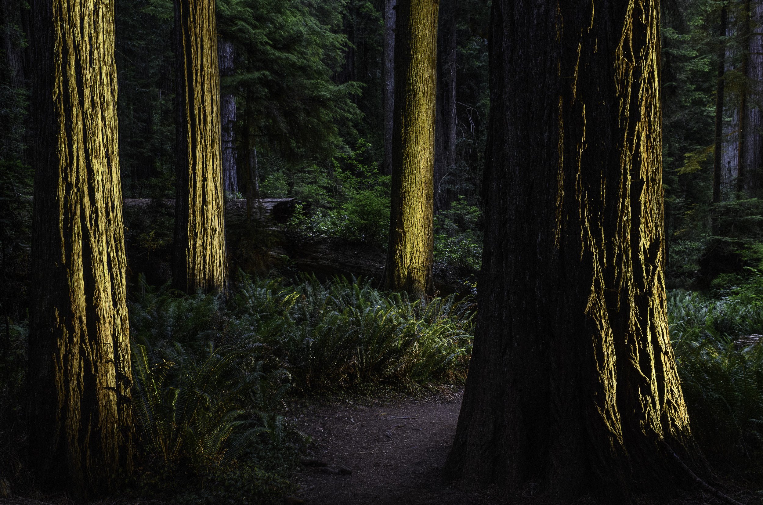 &lt;p&gt;&lt;strong&gt; Redwood National Park &lt;/strong&gt;&lt;br/&gt; May 31-Jun 6, 2026 &lt;/p&gt;